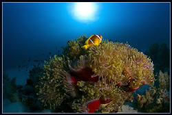 anemone fish by Dejan Sarman 